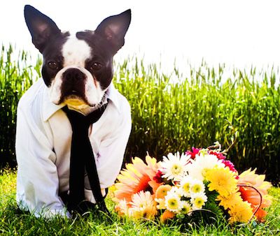 photo of Boston Terrier Puppies for sale