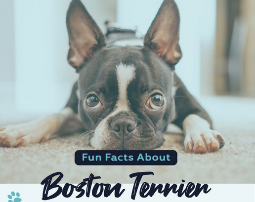 Fun Facts About Boston Terriers