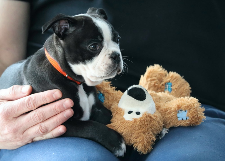 Boston Terrier sitting with a stuffed animal