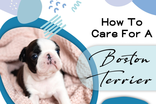 How To Care For A Boston Terrier