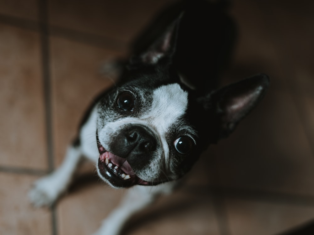 smiling Boston Terrier