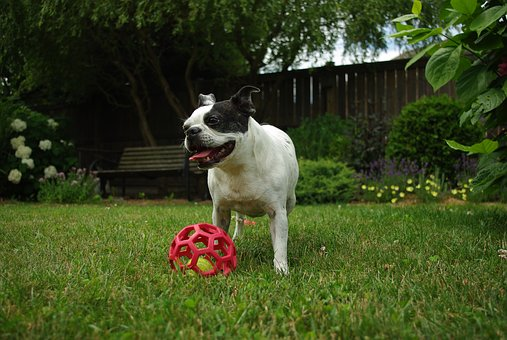  a Boston Terrier puppy playing with a ball