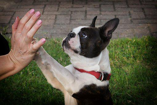 a person holding their hand out to a Boston Terrier puppy