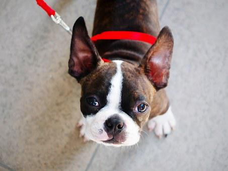 A Boston Terrier puppy standing on a carpet