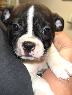 photo of a Boston Terrier Puppy for sale